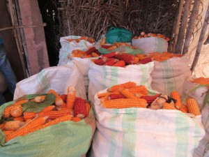 1f. Mise en sac Mais